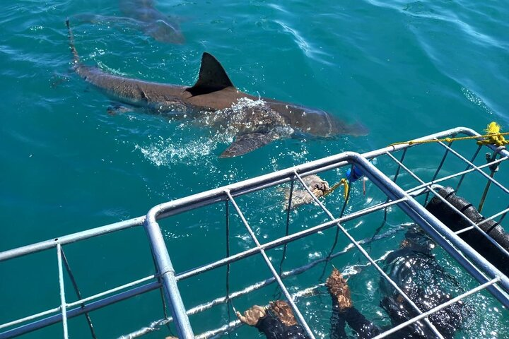Gansbaai Shark Cage Diving with surface air available on request - Photo 1 of 12